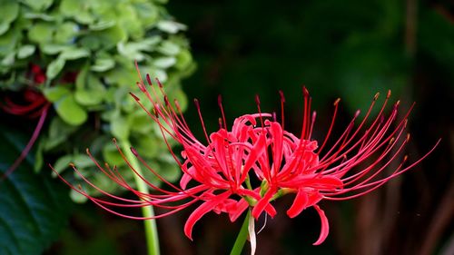 Close-up of red flowering plant