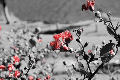 Close-up of red flowers blooming on tree