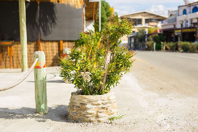 Plant by street against building