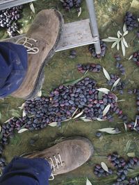 High angle view of vegetables for sale at market