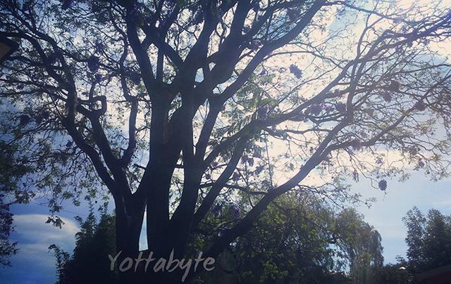 tree, branch, low angle view, bare tree, sky, tree trunk, nature, tranquility, growth, text, beauty in nature, day, silhouette, outdoors, tranquil scene, no people, scenics, western script, communication, blue