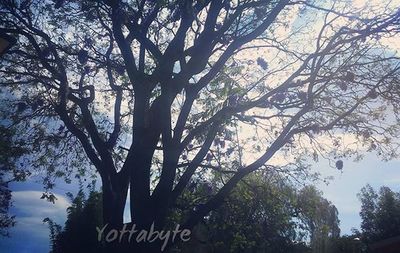tree