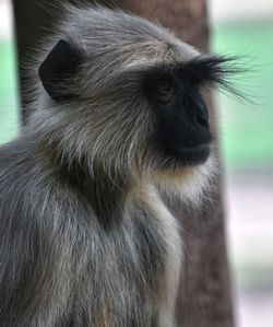 Close-up of golden looking away