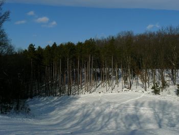 Trees in forest against sky during winter