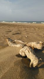 Close-up of crab on beach against sky