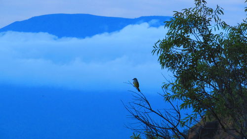 Low angle view of bird perching on tree