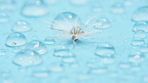 Close-up of water drops on blue flower