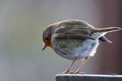 Close-up of bird perching