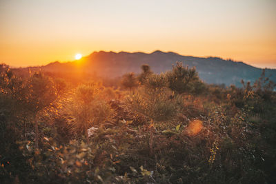 Scenic view of landscape against sky during sunset