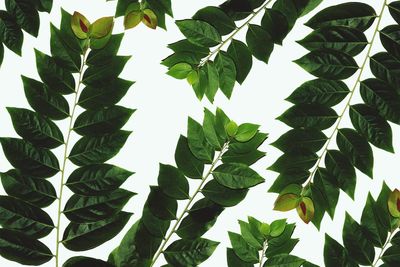 Low angle view of leaves against clear sky