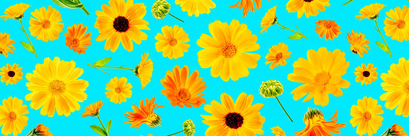 Close-up of yellow flowering plants