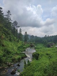 High angle view of stream amidst trees against sky