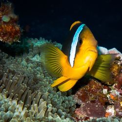 View of fish underwater