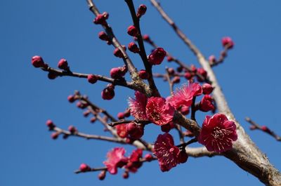 Low angle view of red cherry blossom tree