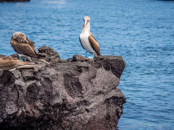 Seagulls perching on rock by sea