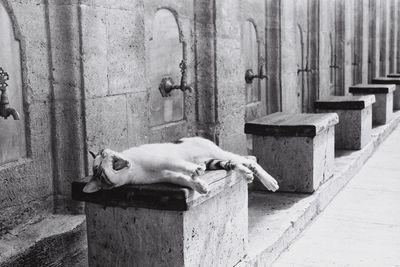 Cat resting on retaining wall