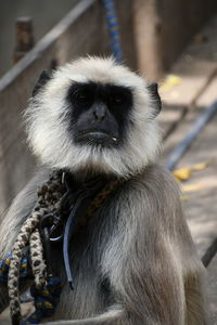 Close-up portrait of a monkey