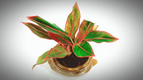 Close-up of plant against white background