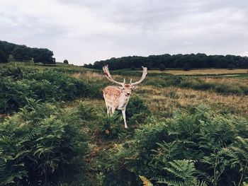 Deer standing in a field