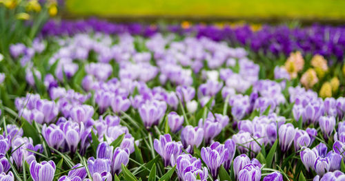 Close-up of purple crocus flowers on field