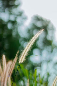 Close-up of stalks against blurred background