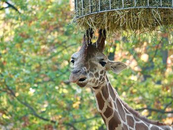 Close-up portrait of a giraffe