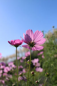 Close-up of pink cosmos flower against sky