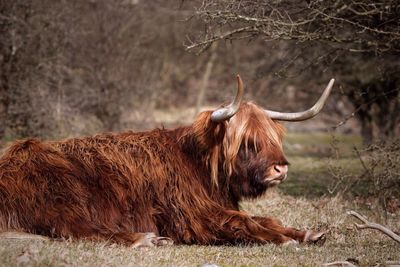 Highland cow sitting on field