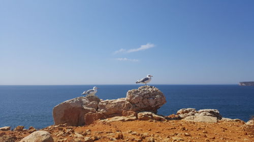 Seagulls perching on rock by sea against clear sky