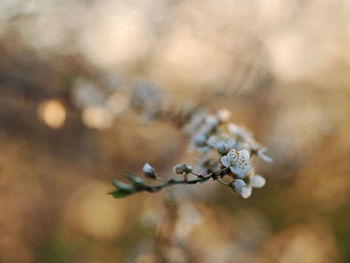 Close-up of white flowering plant