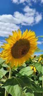 Close-up of sunflower against sky