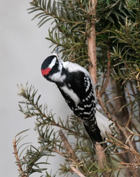 Close-up of bird perching on branch