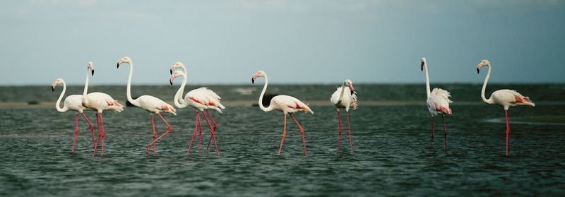Flamingos walking in sea