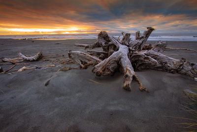 Driftwood on beach against sky during sunset