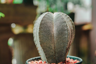 Close-up of succulent plant