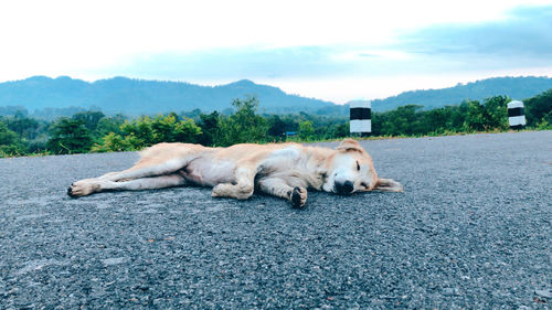 View of a sleeping dog