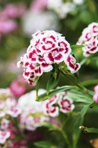 Close-up of pink flowers blooming outdoors