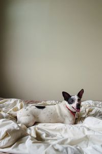 Portrait of dog sitting on bed at home