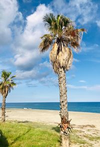 Palm tree by sea against sky