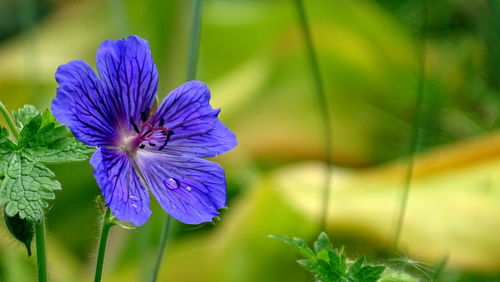 Close-up of purple flowering plant
