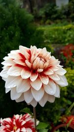 Close-up of red dahlia flower in park