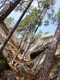 Low angle view of trees growing in forest