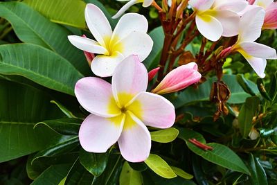 Close-up of white flowers