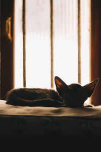 Cat lying on bed at home