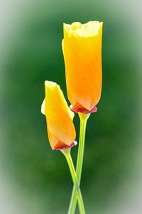 Close-up of yellow rose flower
