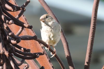 Close-up of sparrow on tree