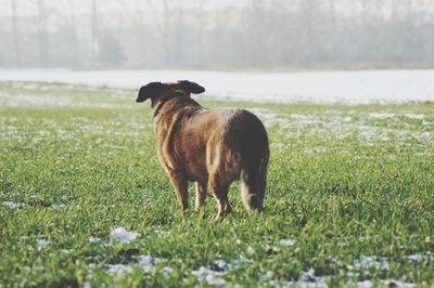 Dog standing in field