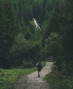 Rear view of man walking on hiking trail amidst trees in forest against an alpine waterfall