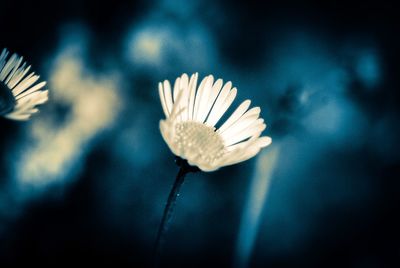 Close-up of flower against blurred background