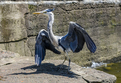 View of bird perching on rock